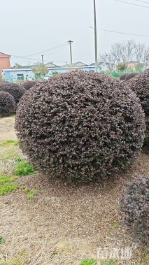 冠幅250厘米红花继木球