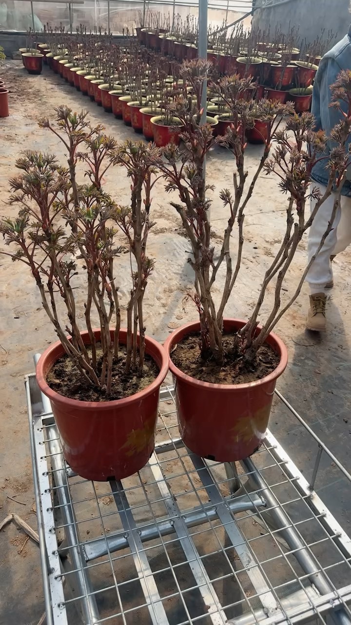 高度60厘米牡丹