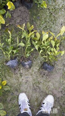 高度30厘米大叶栀子