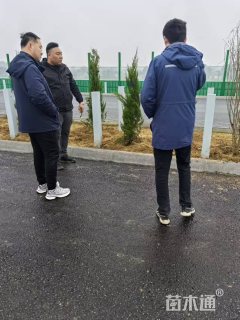 高度210厘米木槿