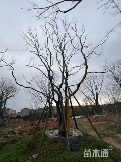 80公分(3杆)丛生乌桕