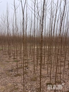 2.5公分刺槐