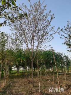 14公分构树