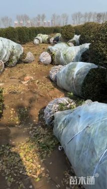 冠幅150厘米卫矛球