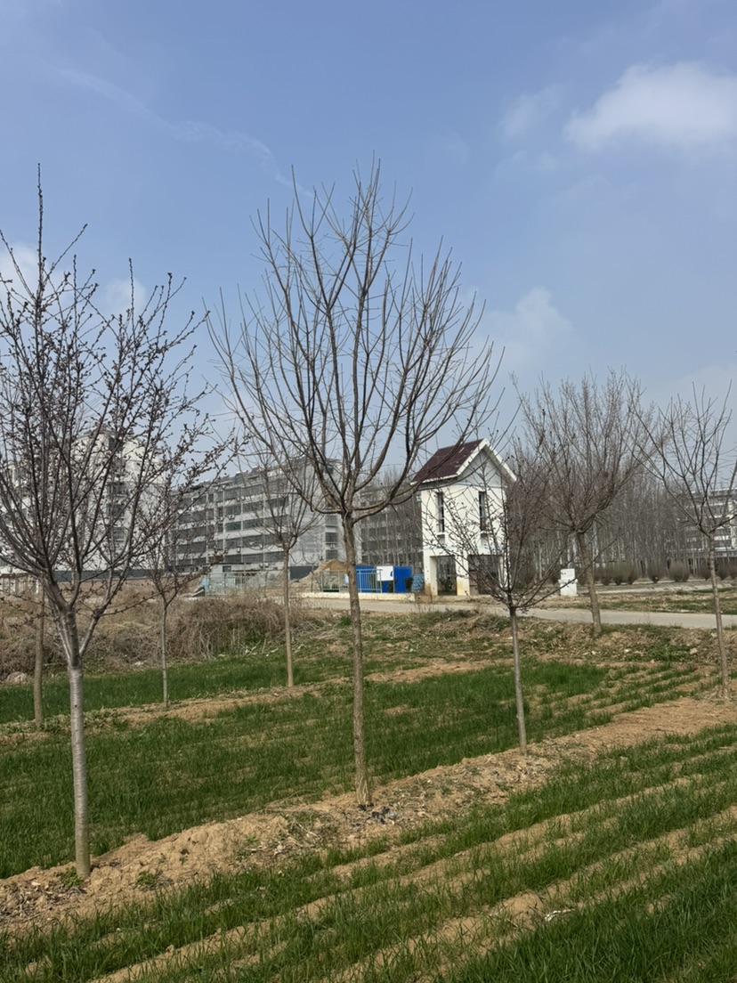 8公分流苏树