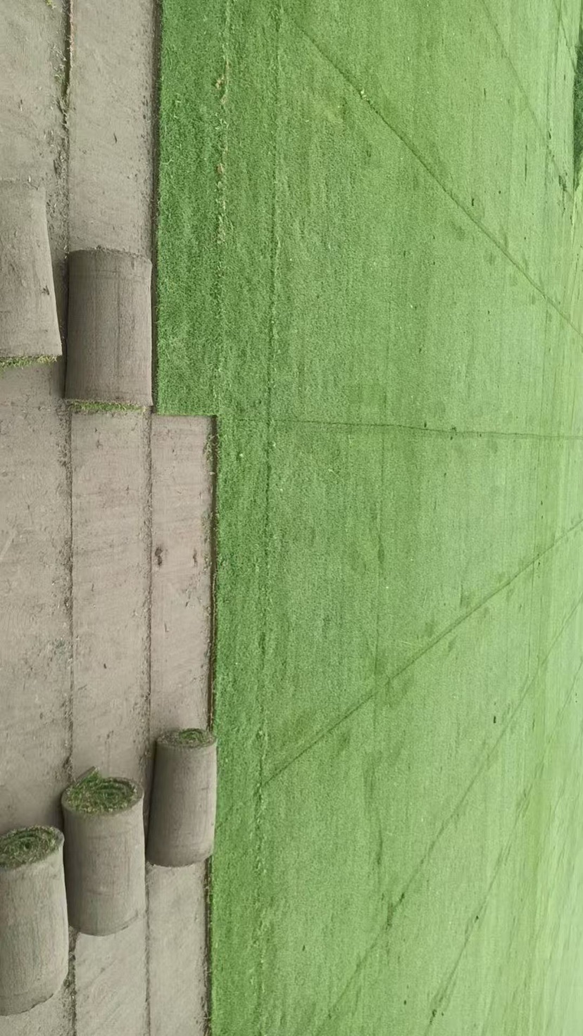 草卷状剪股颖