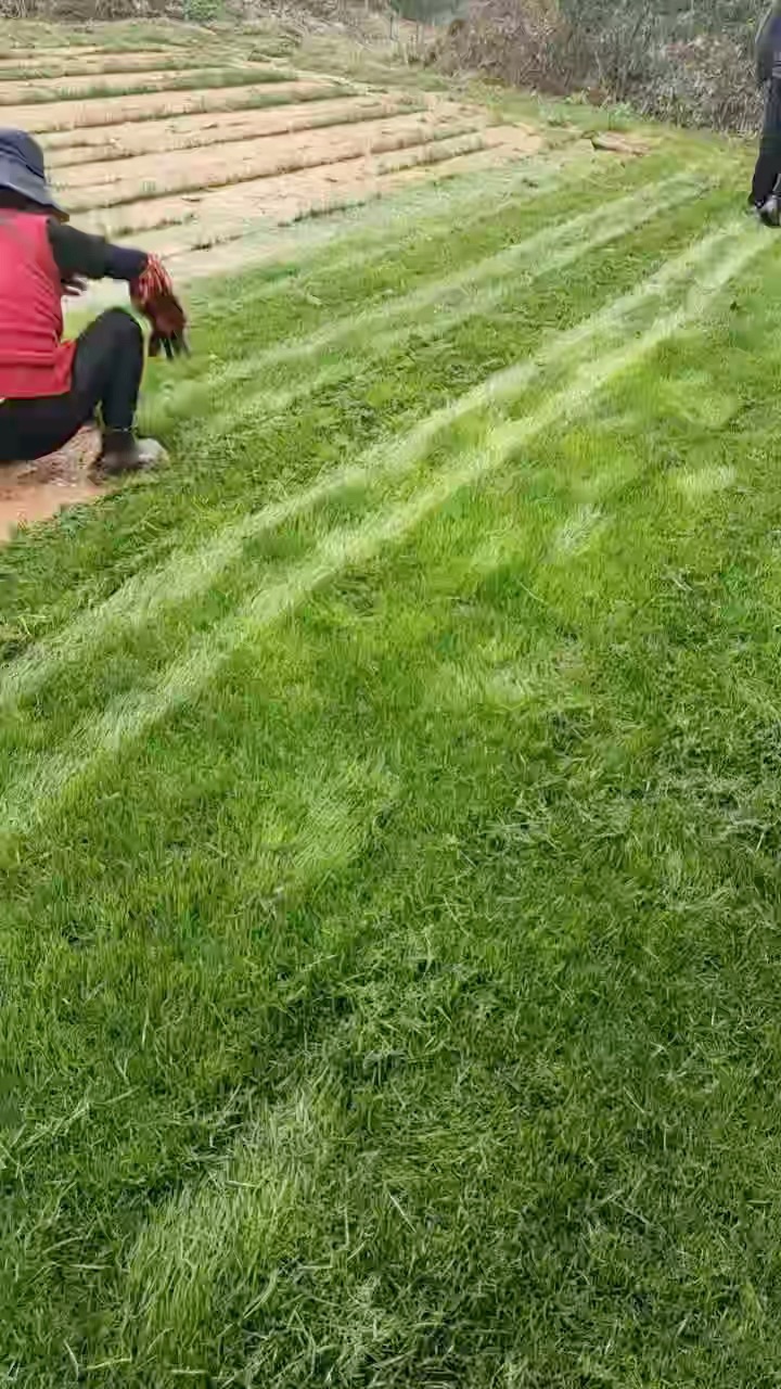 草块状马尼拉草