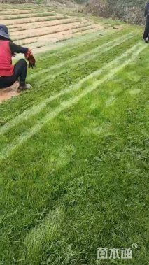 草块状马尼拉草