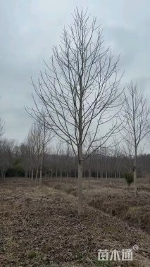 15公分北美鹅掌楸