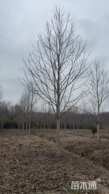 15公分北美鹅掌楸