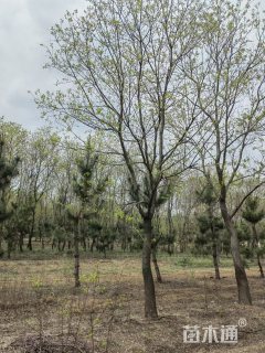 18公分乌桕