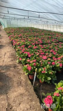 高度25厘米八仙花