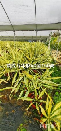 高度100厘米万年麻