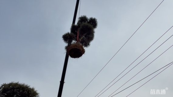 12公分造型黑松