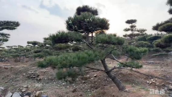 15公分造型黑松