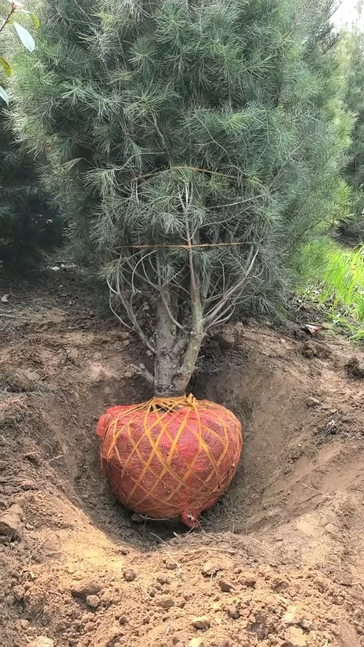 高度300厘米白皮松
