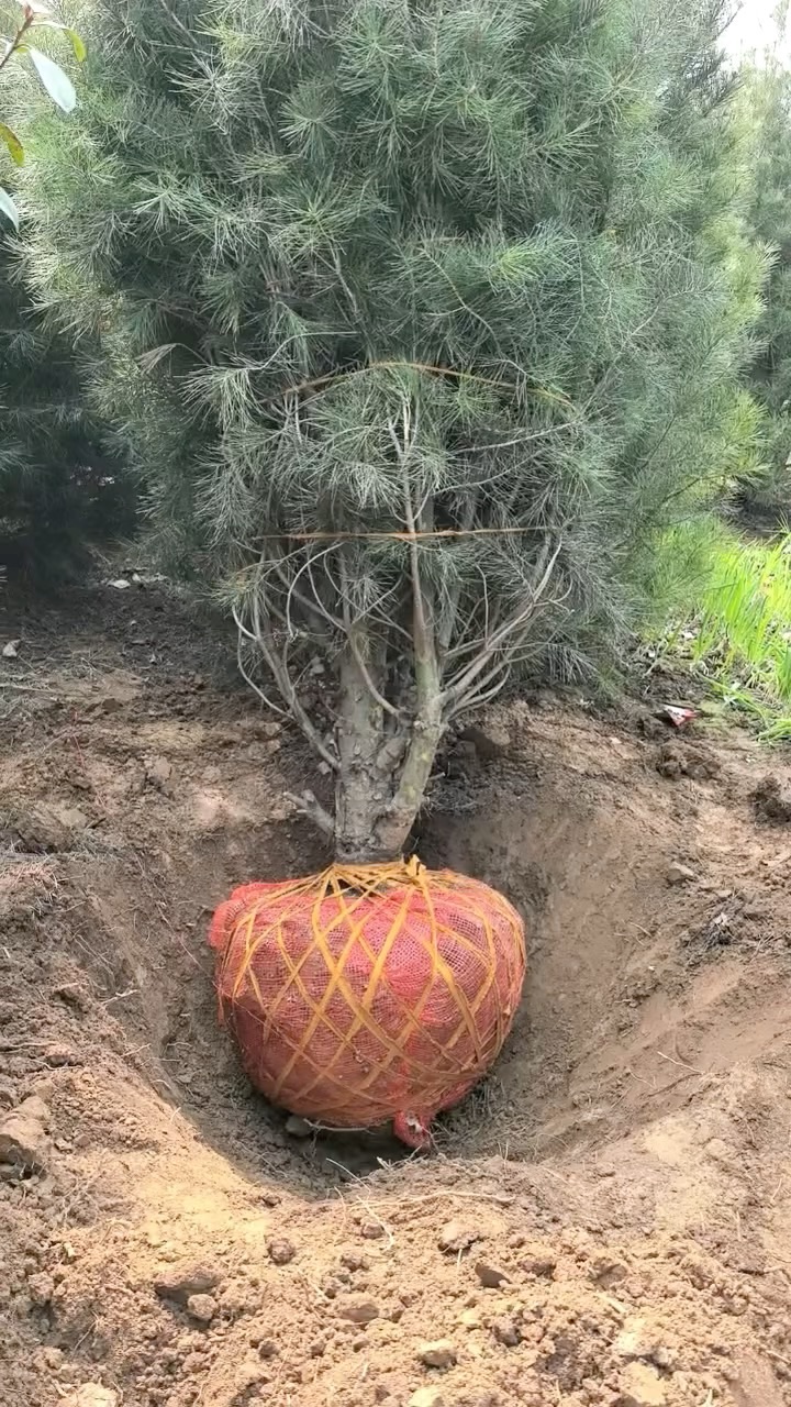 高度400厘米白皮松