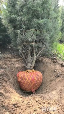 高度600厘米白皮松