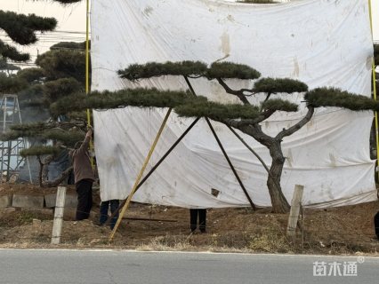 25公分造型黑松