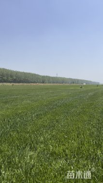 草卷状早熟禾草
