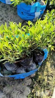 高度35厘米毛鹃小苗