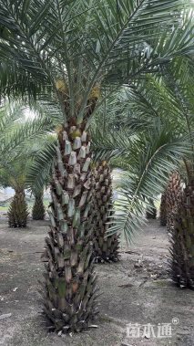 裸干高300厘米中东海枣