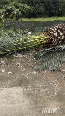 裸干高300厘米加拿利海枣