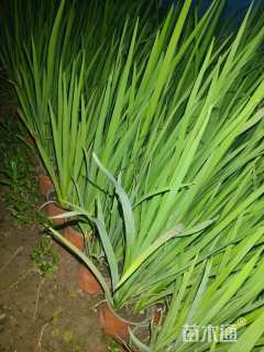 高度40厘米黄菖蒲