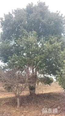 80公分(5杆)丛生香樟