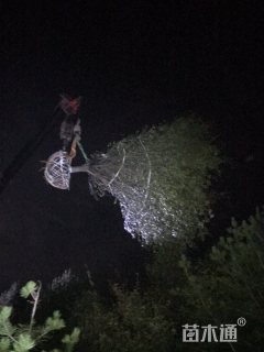 15公分垂丝海棠