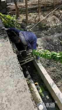 200厘米常春油麻藤