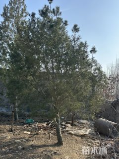150公分松树