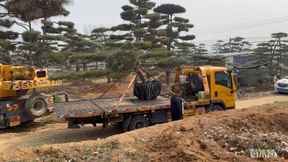 25公分造型黑松