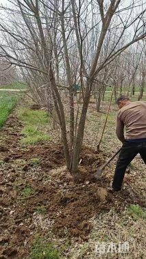 高度350厘米丛生五角枫