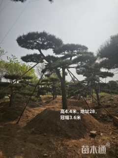 15公分造型松
