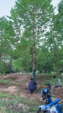 10公分乐昌含笑