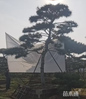 35公分造型黑松