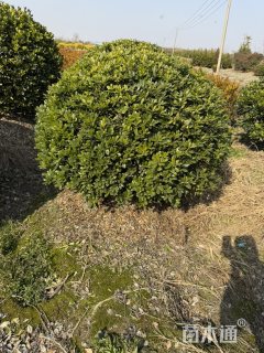 冠幅130厘米海桐球