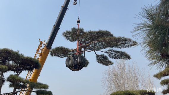 17公分造型松