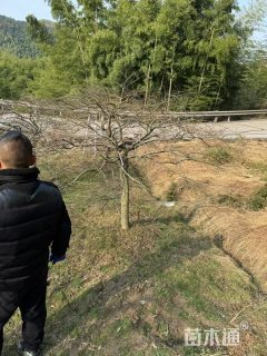 高度250厘米羽毛枫