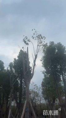 12公分台湾栾树