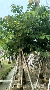 10公分大叶紫薇