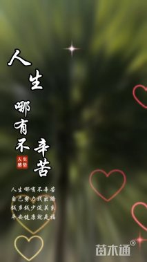 8公分人面子