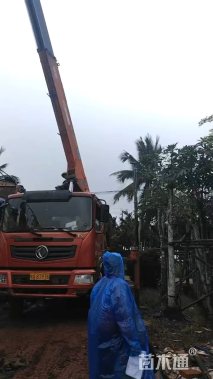 10公分灯台树