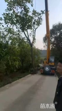 15公分高山榕