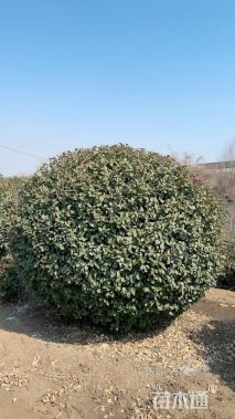冠幅250厘米卫矛球