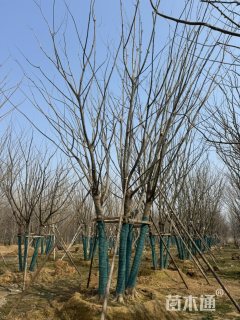 60公分(5杆)丛生朴树