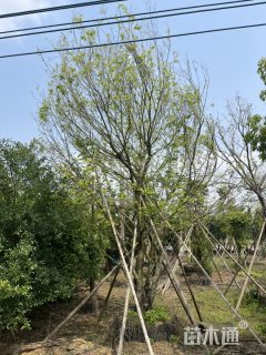 42公分(4杆)丛生朴树