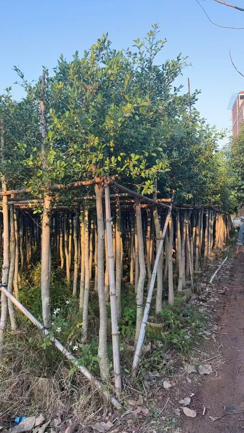 5公分小叶榕