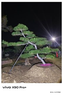 22公分造型黑松